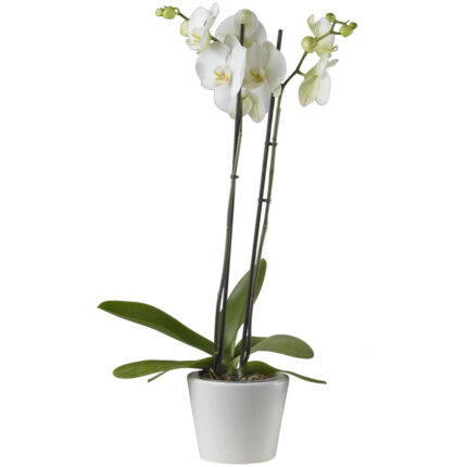Orquídea blanca con macetero de cerámica