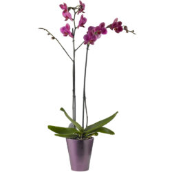 Orquídea más macetero de cerámica