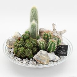 Plato cactus