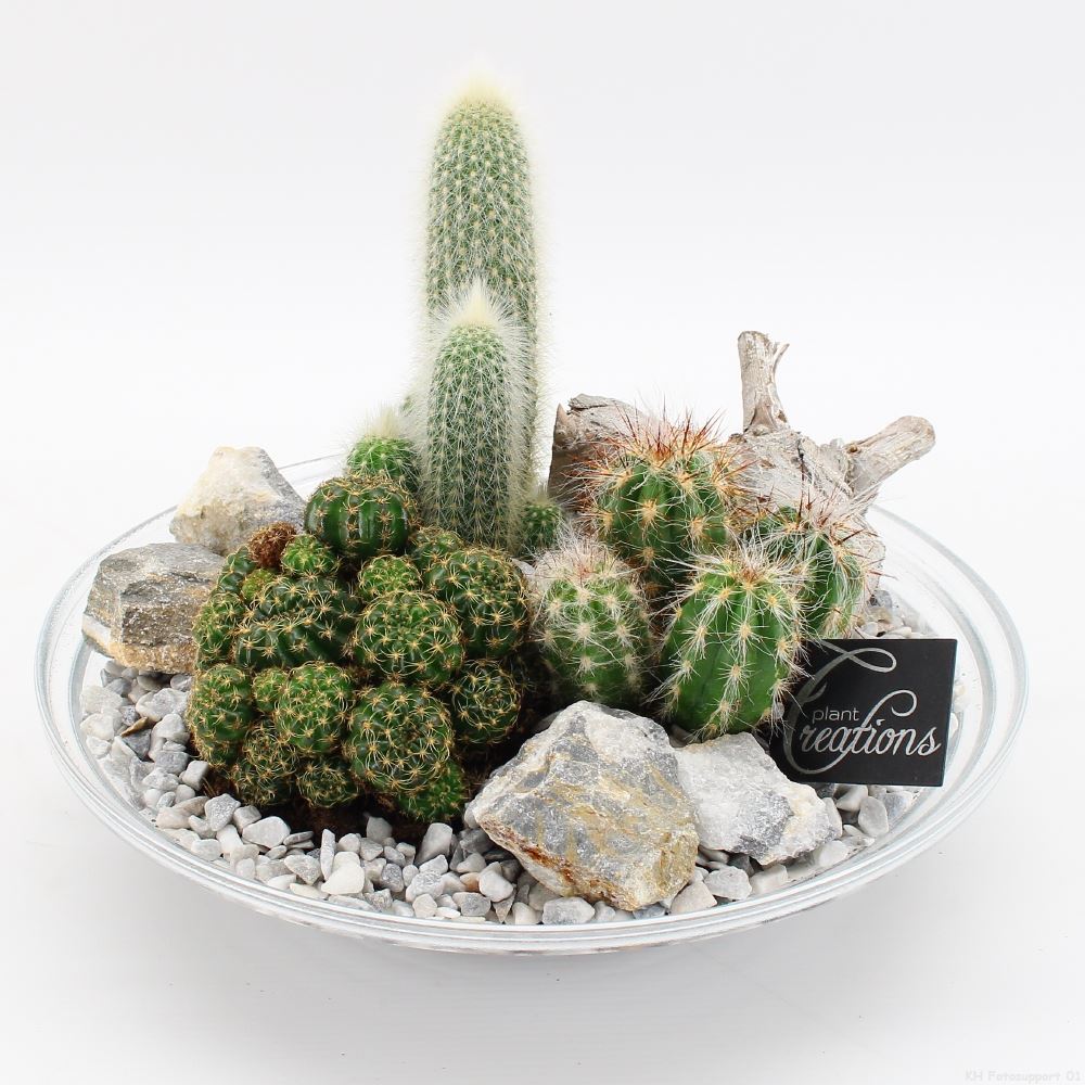 Plato cristal con cactus el día de la madre en Pamplona