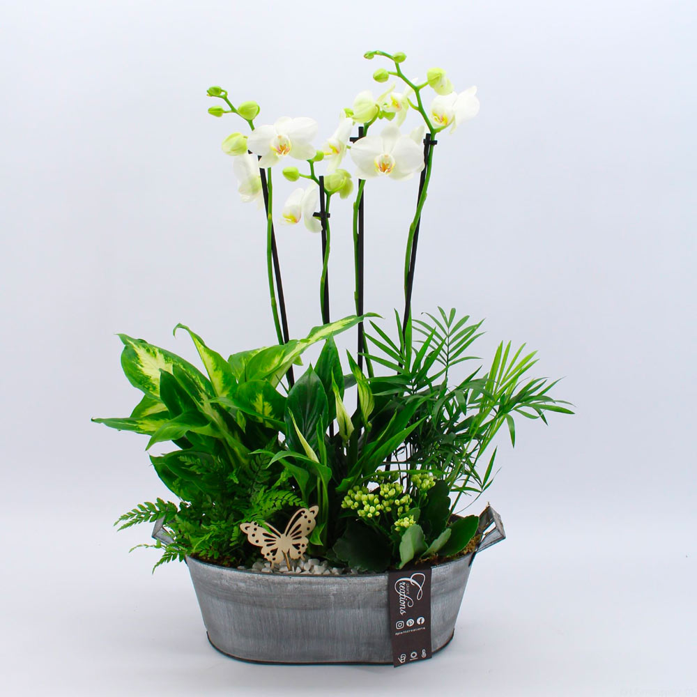Composicion de plantas de interior phaleanopsis blanca - Día de la Madre