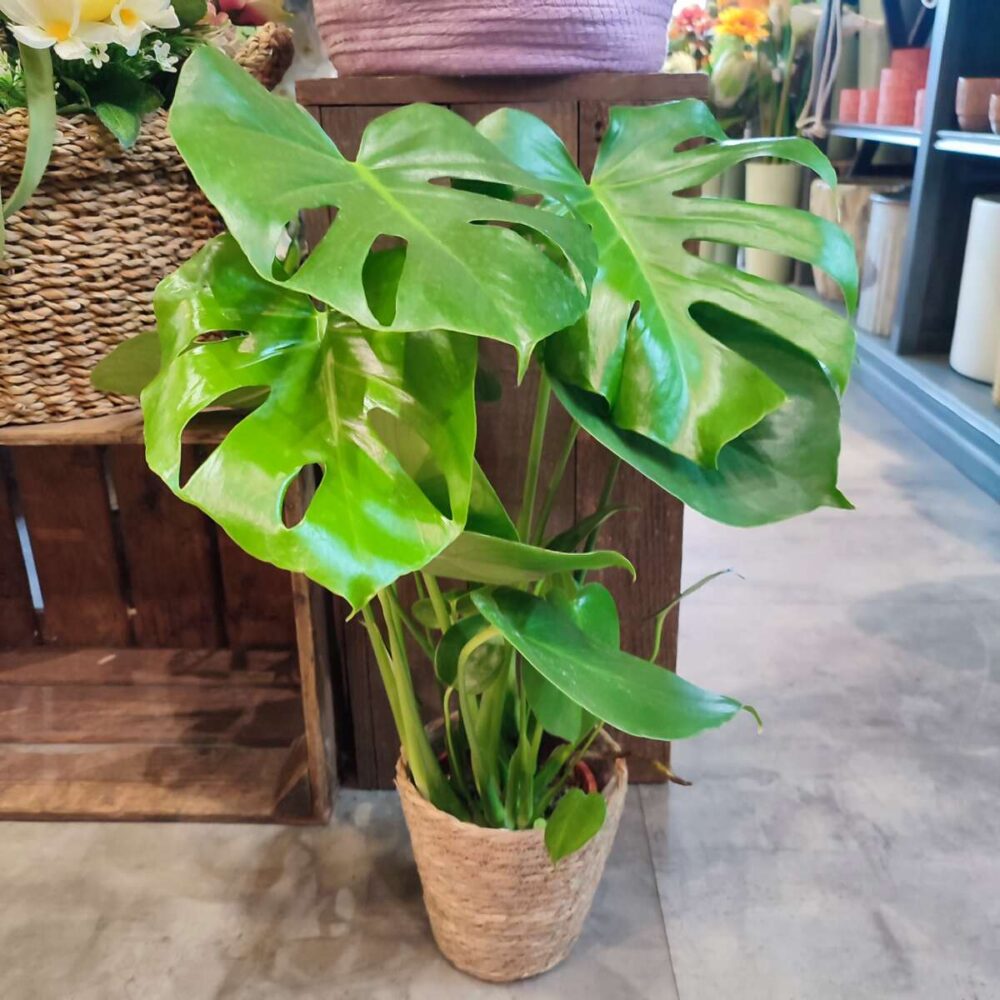 MONSTERA DELICIOSA