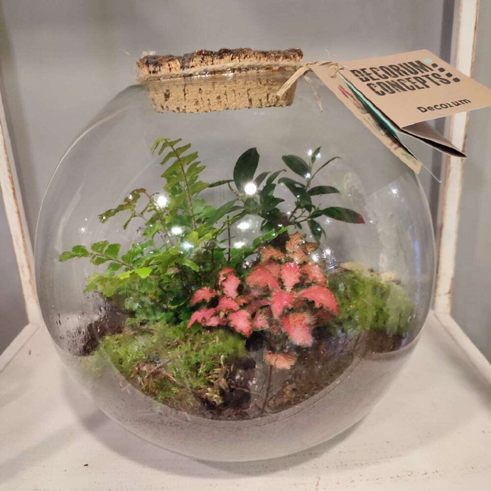 TERRARIUM SUN