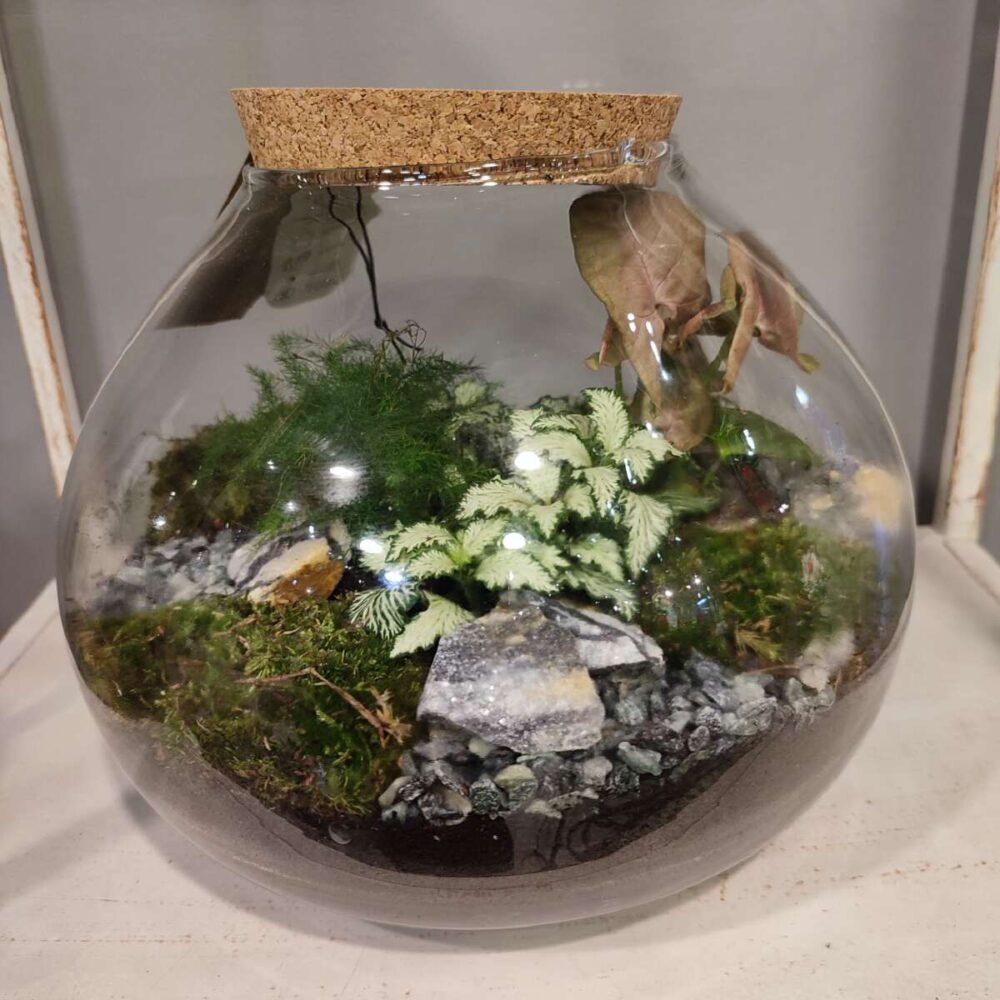 TERRARIUM MOON