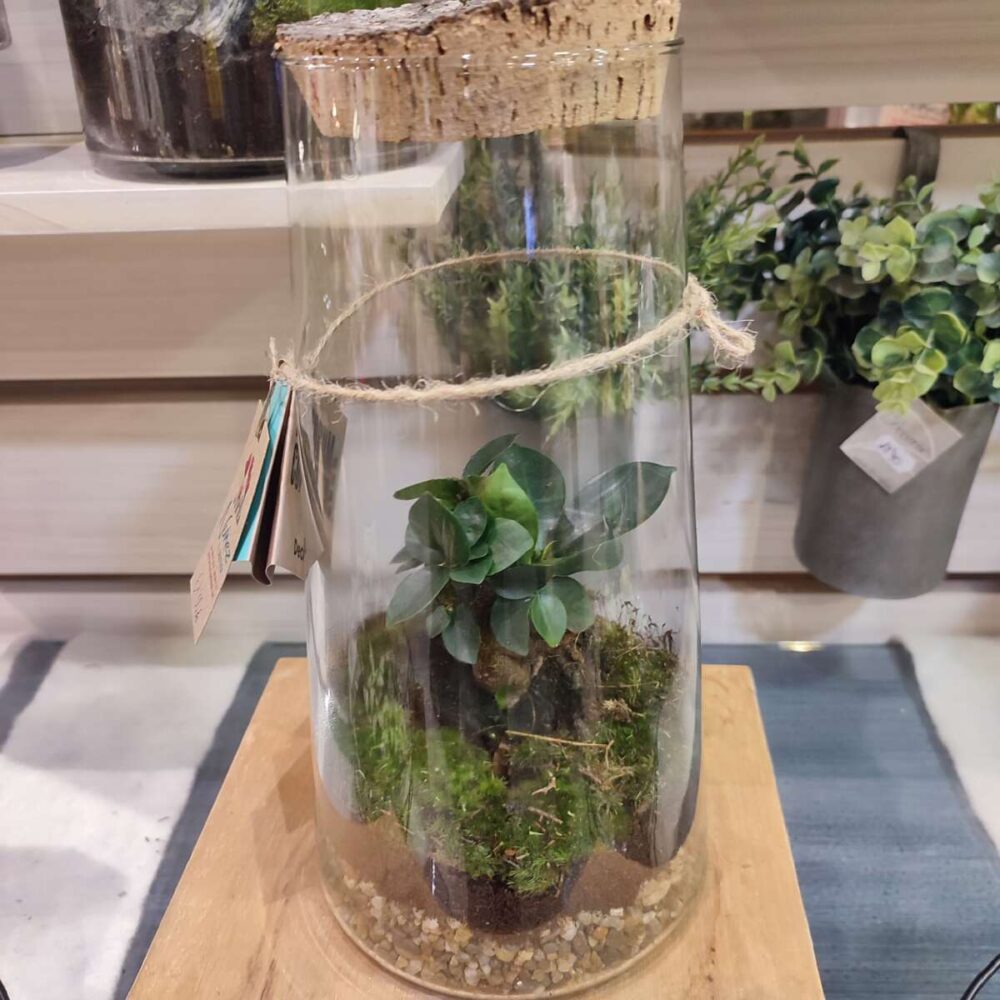 TERRARIUM FICUS GINSENG