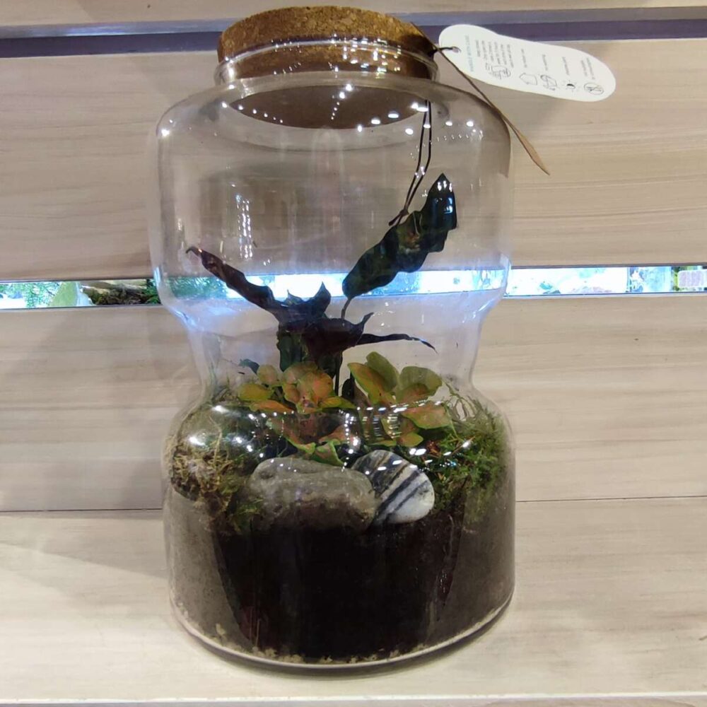 Terrarium gea